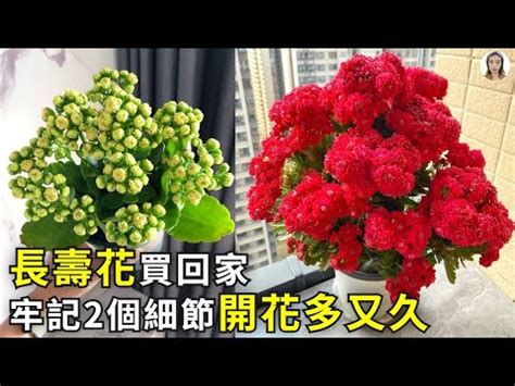 長壽花寓意|長壽花的花語和寓意